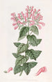 Perilomia basillique - Sydenham Edwards — Ansicht des Kunstwerks