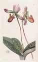 Sabot de Vénus barbu - Sydenham Edwards — Ansicht des Kunstwerks