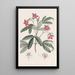 Lemonia magnifique - Sydenham Edwards — gerahmtes Bild an der Wand