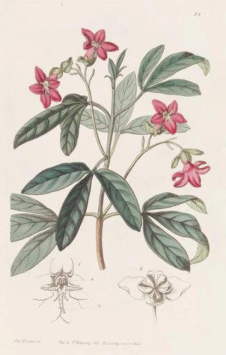 Sydenham Edwards - Beautiful Lemonia.webp