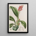 Cryptochilus Farbe des Blutes - Sydenham Edwards — gerahmtes Bild an der Wand
