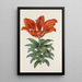 Lys rot blutrot - Sydenham Edwards — gerahmtes Bild an der Wand