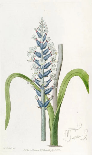 Sydenham Edwards - Blueflowering pallid Lachenalia.webp