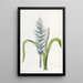 Lachenalia pâle à fleurs bleues - Sydenham Edwards — gerahmtes Bild an der Wand