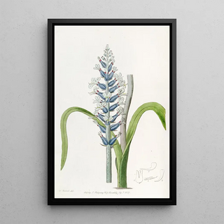 Sydenham Edwards - Blueflowering pallid Lachenalia.webp