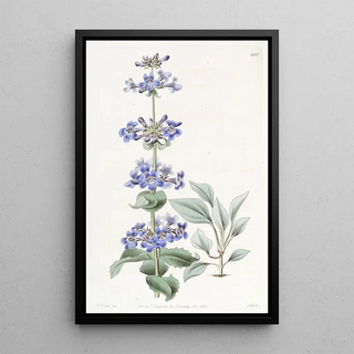 Sydenham Edwards - Blueleaved Pentstemon.webp