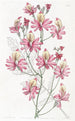 Schizanthus à pétales émoussés - Sydenham Edwards — Ansicht des Kunstwerks