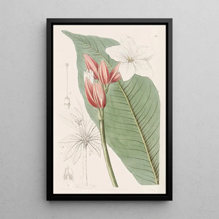 Sydenham Edwards - Brasilian Redcoat.webp