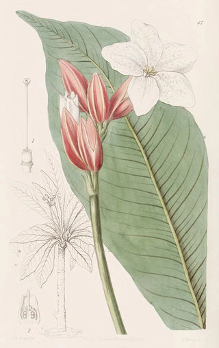 Sydenham Edwards - Brasilian Redcoat.webp