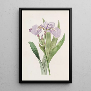 Sydenham Edwards - Bristletipped Iris.webp