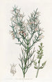 Colletia hérissée - Sydenham Edwards — Ansicht des Kunstwerks
