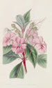 Balsamine mit großen Blütenblättern - Sydenham Edwards — Ansicht des Kunstwerks