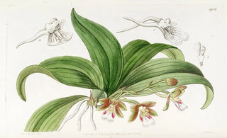 Sydenham Edwards - Brownflowered Trichocentrum.webp
