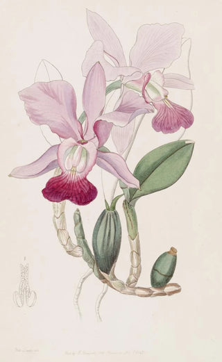 Sydenham Edwards - Bulbous Cattleya.webp