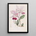 Cattleya bulbeux - Sydenham Edwards — gerahmtes Bild an der Wand