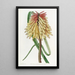 Tritoma von Burchell - Sydenham Edwards — gerahmtes Bild an der Wand