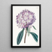 Rhododendron aus Karton - Sydenham Edwards — gerahmtes Bild an der Wand