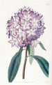 Rhododendron aus Karton - Sydenham Edwards — Ansicht des Kunstwerks