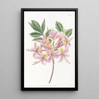 Sydenham Edwards - Changeable Pontic Azalea.webp