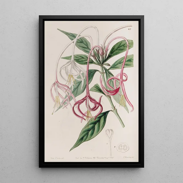 Sydenham Edwards - Changeable Posoquery.webp