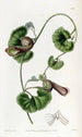 Aristoloche chilienne - Sydenham Edwards — Ansicht des Kunstwerks
