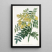 Baum Mayu chilenisch - Sydenham Edwards — gerahmtes Bild an der Wand