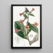 Rehmannia chinoise - Sydenham Edwards — gerahmtes Bild an der Wand