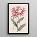 Épidendrum cinabre - Sydenham Edwards — gerahmtes Bild an der Wand