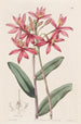 Épidendrum cinabre - Sydenham Edwards — Ansicht des Kunstwerks