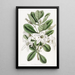 Anthocercis visqueux - Sydenham Edwards — gerahmtes Bild an der Wand
