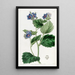 Eutoca visqueuse - Sydenham Edwards — gerahmtes Bild an der Wand