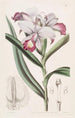 Reedorchis à fleurs serrées - Sydenham Edwards — Ansicht des Kunstwerks
