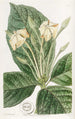Gardenia à feuilles de tissu - Sydenham Edwards — Ansicht des Kunstwerks
