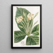 Gardenia à feuilles de tissu - Sydenham Edwards — gerahmtes Bild an der Wand