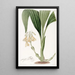Calanthe en grappes - Sydenham Edwards — gerahmtes Bild an der Wand