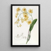 Dendrobium en grappes - Sydenham Edwards — gerahmtes Bild an der Wand