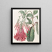 Fuchsia à fleurs groupées - Sydenham Edwards — gerahmtes Bild an der Wand