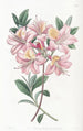 Azalée de Highclere cuivrée - Sydenham Edwards — Ansicht des Kunstwerks