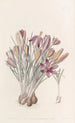 Crocus corse - Sydenham Edwards — Ansicht des Kunstwerks