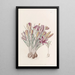 Crocus corse - Sydenham Edwards — gerahmtes Bild an der Wand