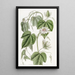 Passiflore à feuilles de coton - Sydenham Edwards — gerahmtes Bild an der Wand