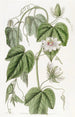 Passiflore à feuilles de coton - Sydenham Edwards — Ansicht des Kunstwerks
