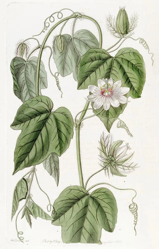 Sydenham Edwards - Cottonleaved Passionflower.webp