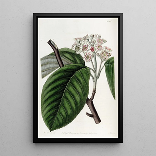 Sydenham Edwards - Crenated BeamTree.webp