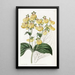 Calceolaria à fleurs crénelées - Sydenham Edwards — gerahmtes Bild an der Wand