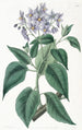 Solanum à feuilles frisées - Sydenham Edwards — Ansicht des Kunstwerks