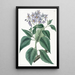 Solanum à feuilles frisées - Sydenham Edwards — gerahmtes Bild an der Wand