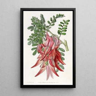 Sydenham Edwards - Crimson Glorypea.webp