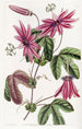 Passiflore cramoisie - Sydenham Edwards — Ansicht des Kunstwerks