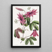 Passiflore cramoisie - Sydenham Edwards — gerahmtes Bild an der Wand